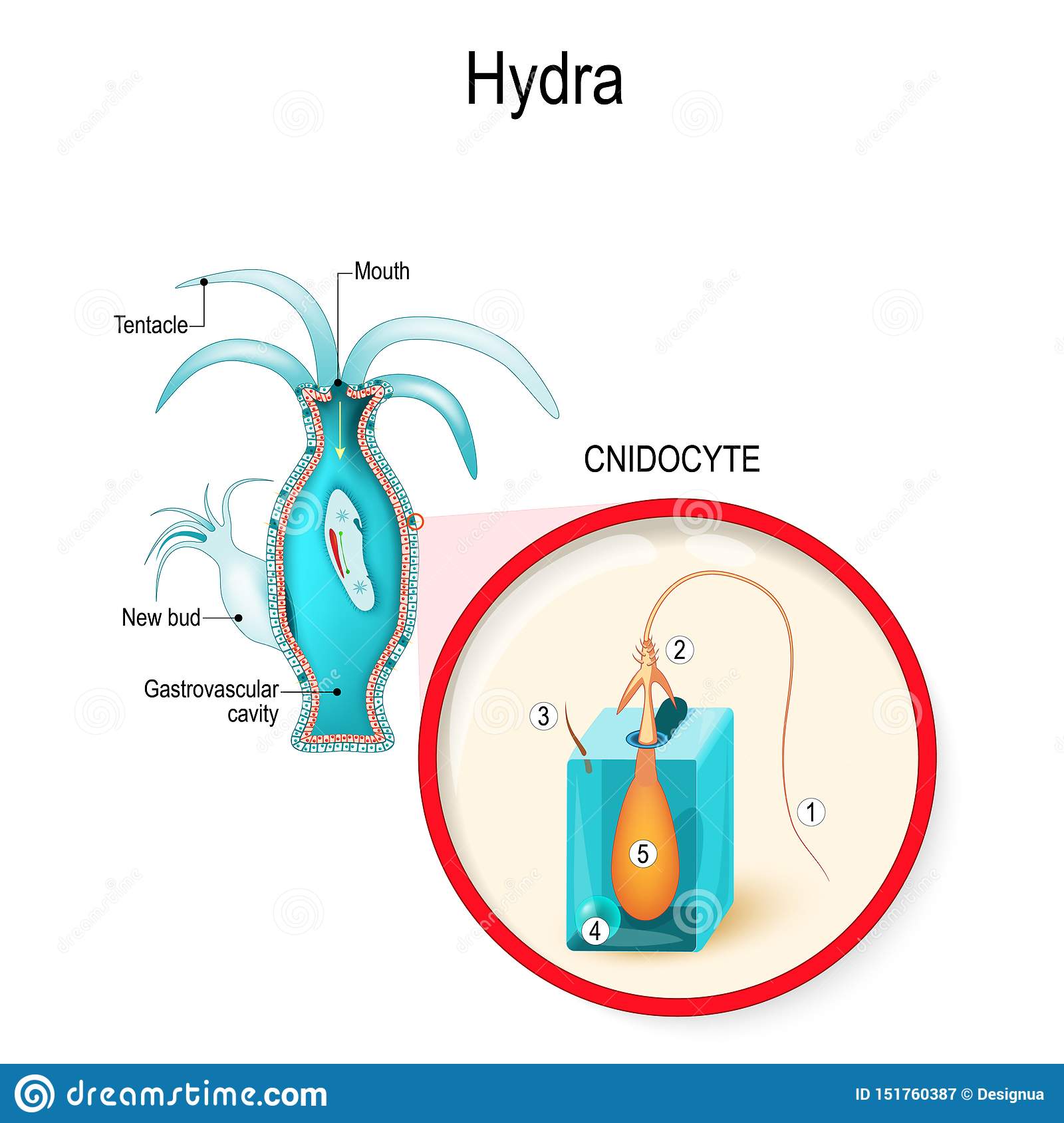 Где найти ссылку на мегу